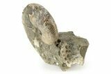 Cretaceous Fossil Ammonite (Hoploscaphities) - South Dakota #242533-2